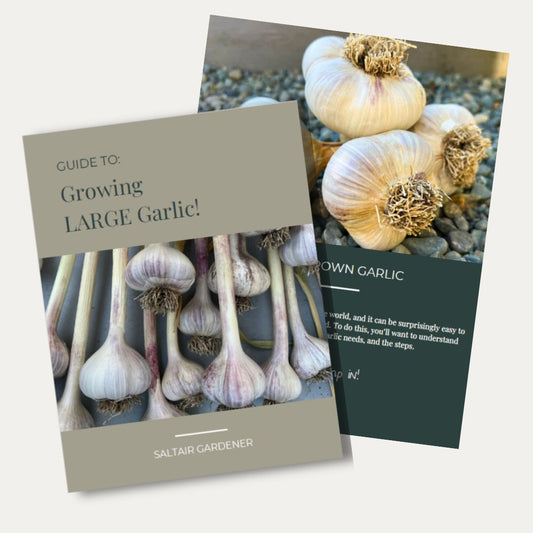 Guide: How To Grow Large Garlic